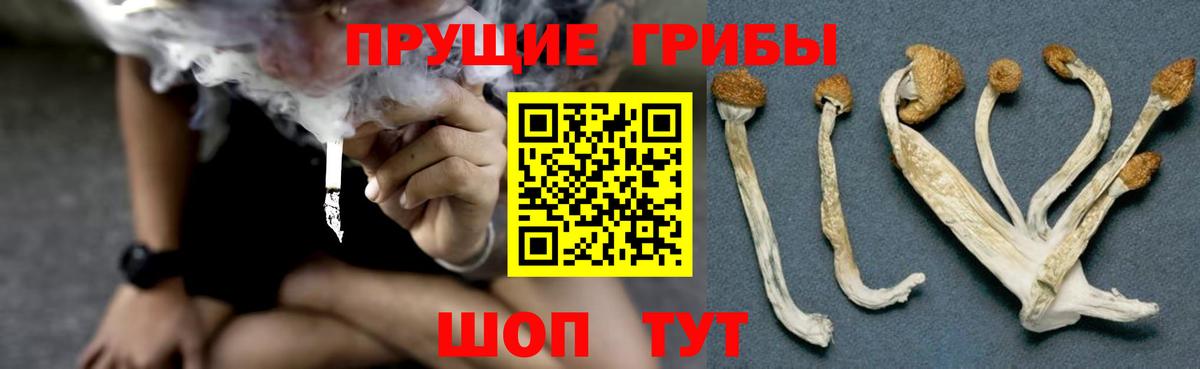 Галлюциногенные грибы Psilocybine cubensis  Вход с VPN  Вичуга 